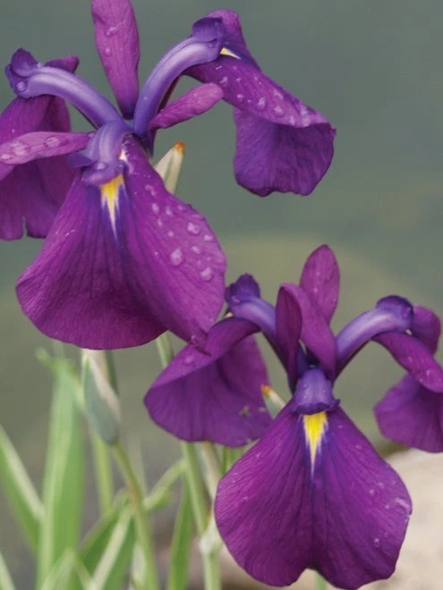 Iris Ensata, Variegata - Image 4