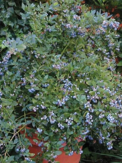 Blueberry, Sunshine Blue