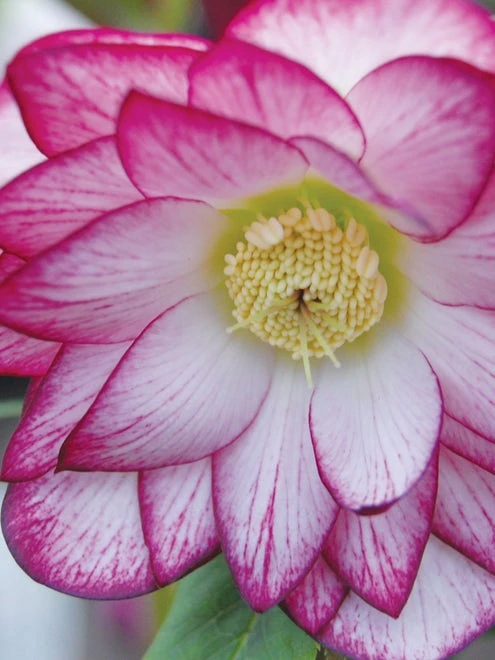 Hellebore, Winter Jewels® Peppermint Ice - Image 2