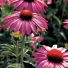 Echinacea, Primadonna Deep Rose