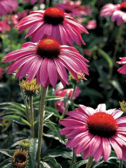Echinacea, Primadonna Deep Rose