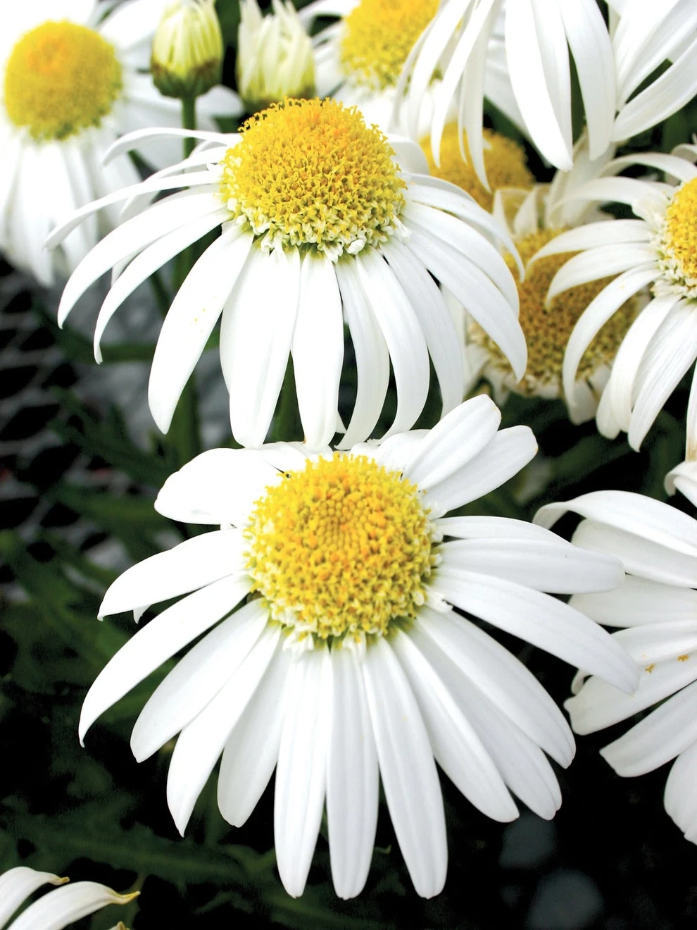 Shasta Daisy, Alaska