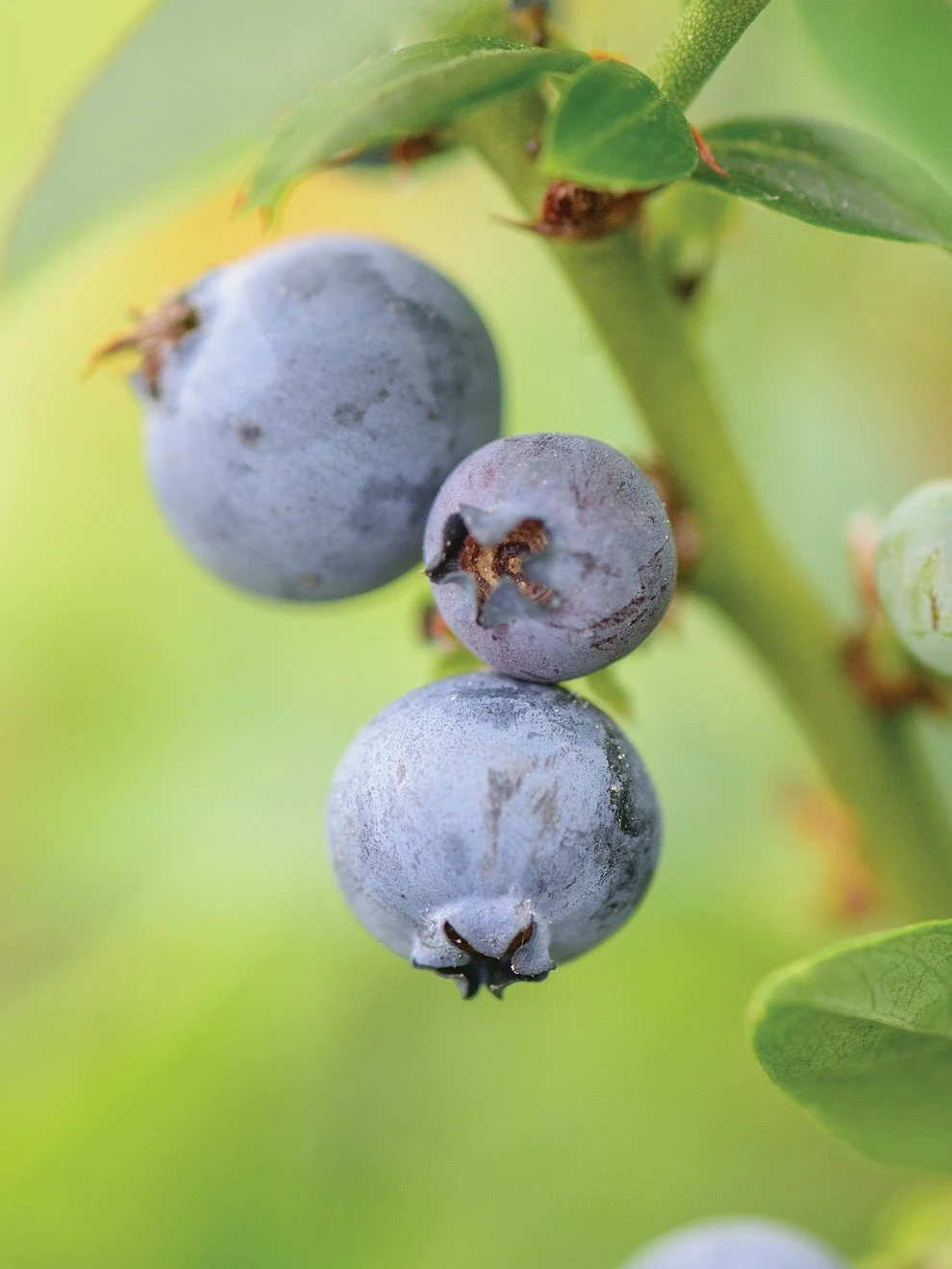 Blueberry, Top Hat - Image 2