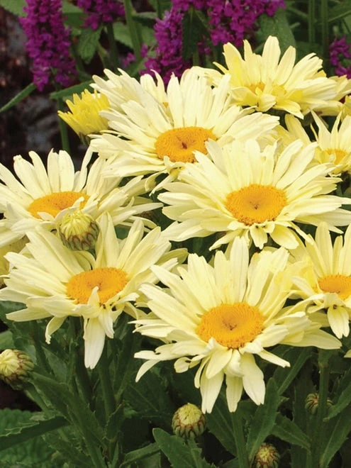 Shasta Daisy, Amazing Daisies® Banana Cream II - Image 2