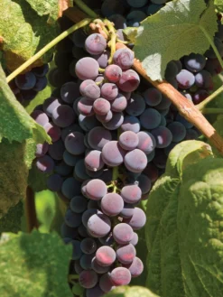Grape, Saint Theresa