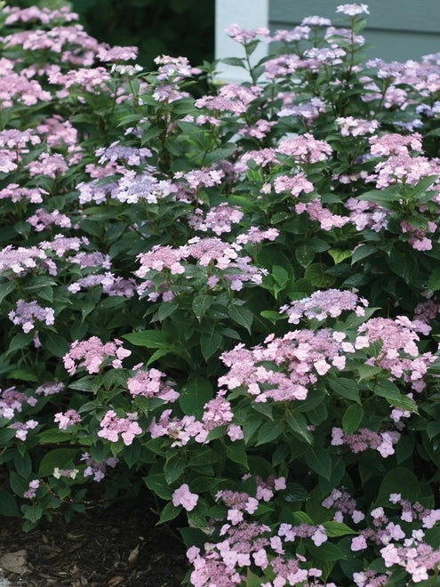 Hydrangea Serrata, Tiny Tuff Stuff™ - Image 2