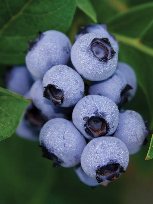 Blueberry, Bluecrop - Image 3