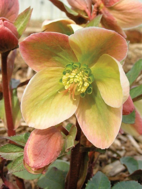 Hellebore, Ivory Prince - Image 2