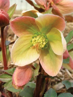 Hellebore, Ivory Prince