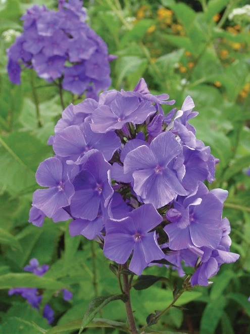Phlox, Blue Paradise - Image 2