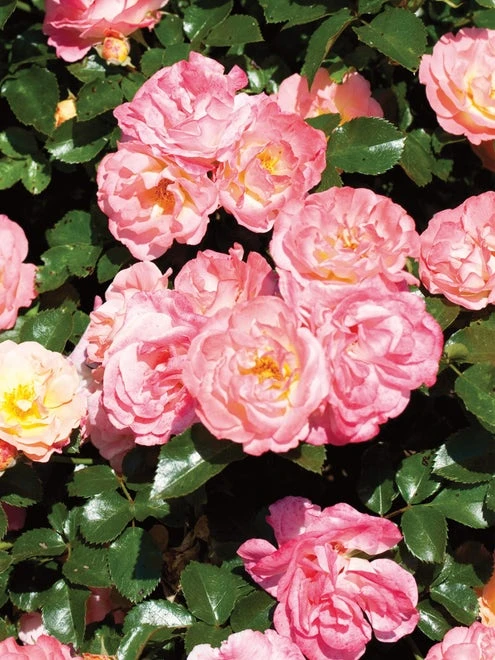 Rose, Peach Drift - Image 4