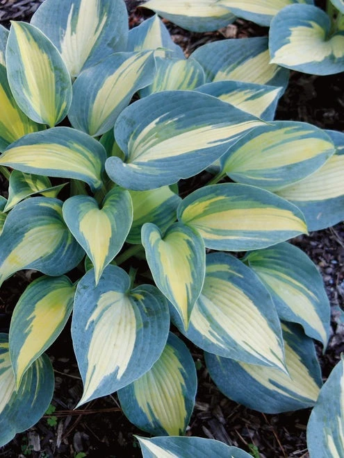 Hosta, Magic Island - Image 6