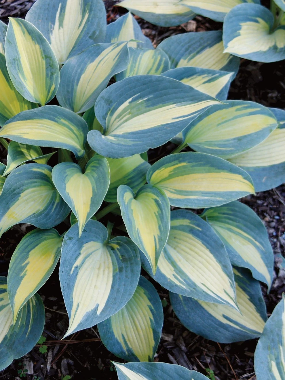 Hosta, Magic Island - Image 3