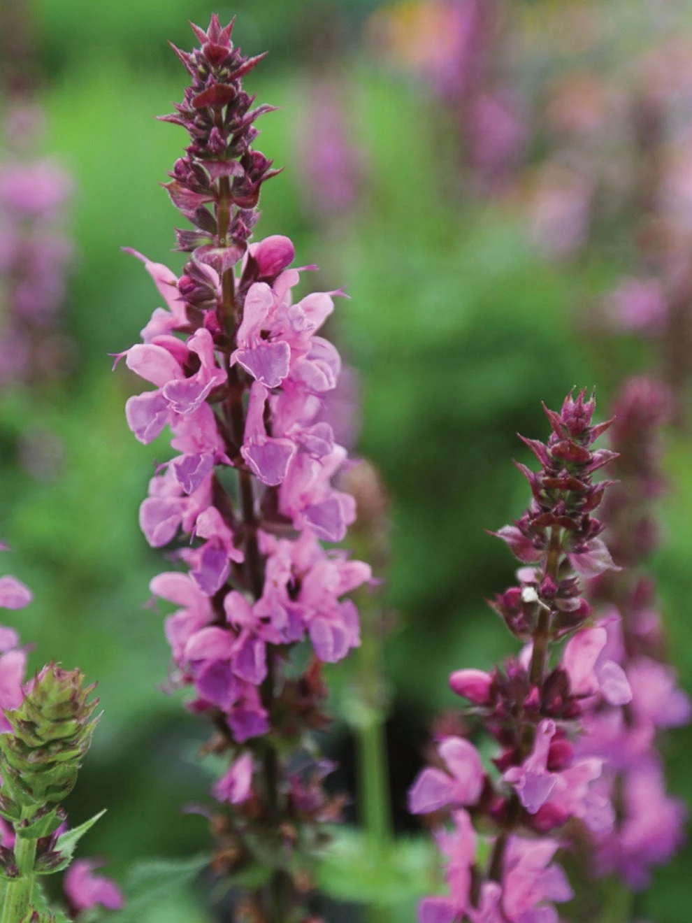 Salvia, Rose Marvel - Image 2
