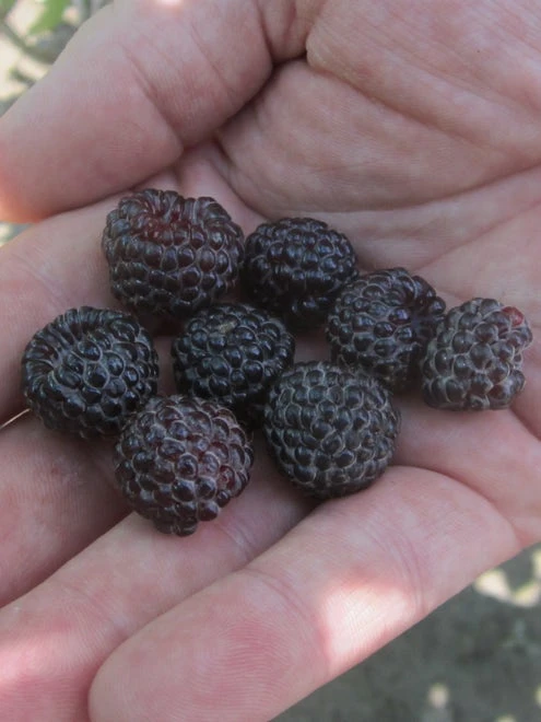 Raspberry, Niwot - Image 6