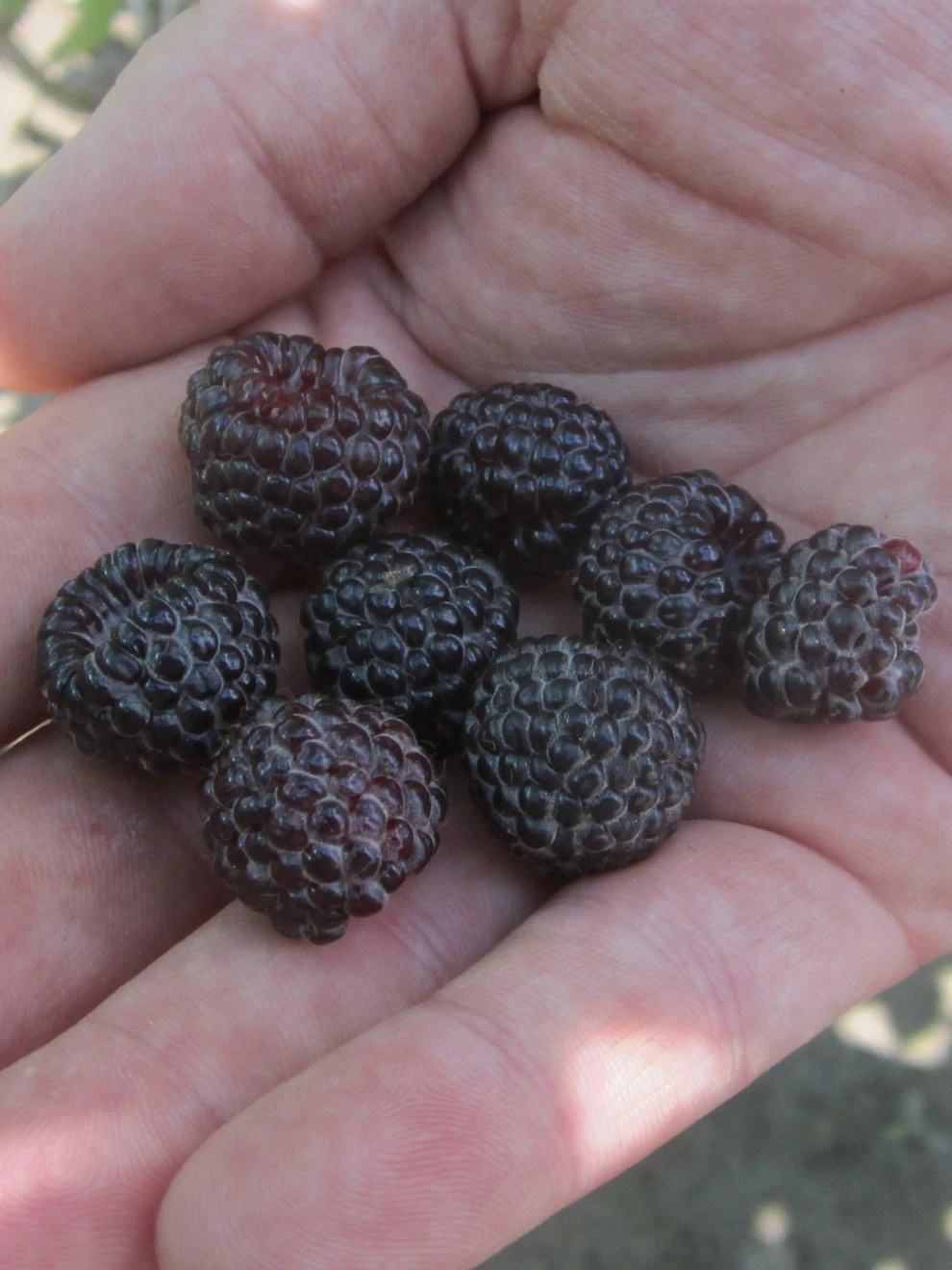 Raspberry, Niwot - Image 3