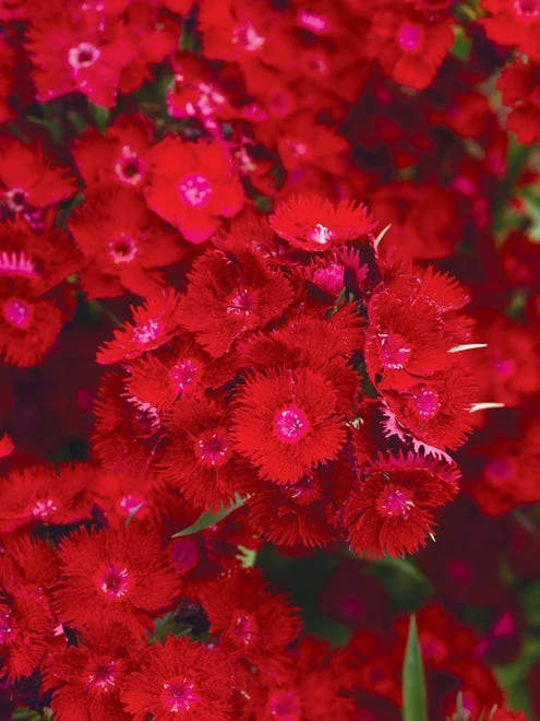 Dianthus, Rockin Red - Image 4