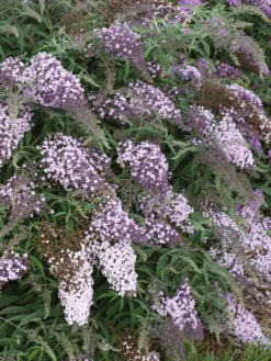 Buddleia, Lilac Cascade