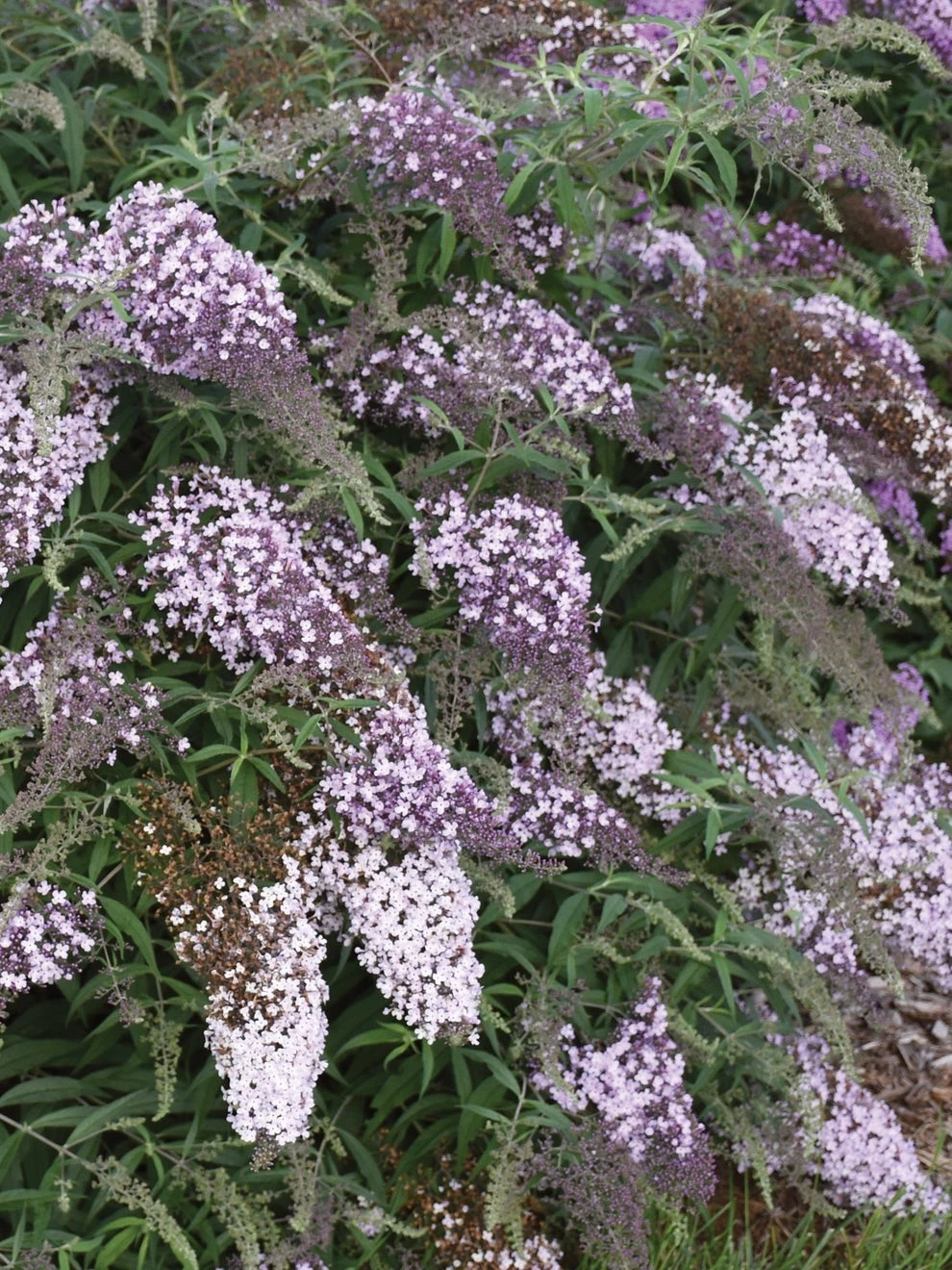 Buddleia, Lilac Cascade
