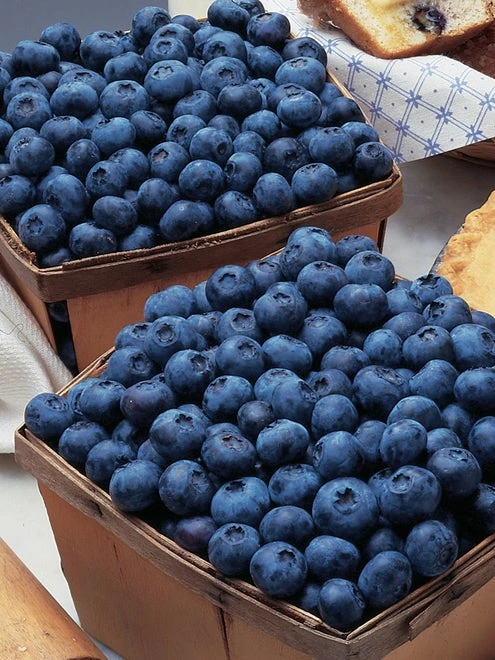 Blueberry, Bluecrop - Image 4