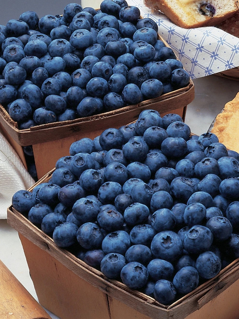 Blueberry, Bluecrop - Image 2