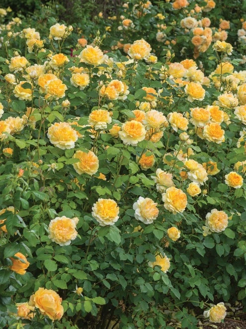 English Rose, Molineux - Image 4