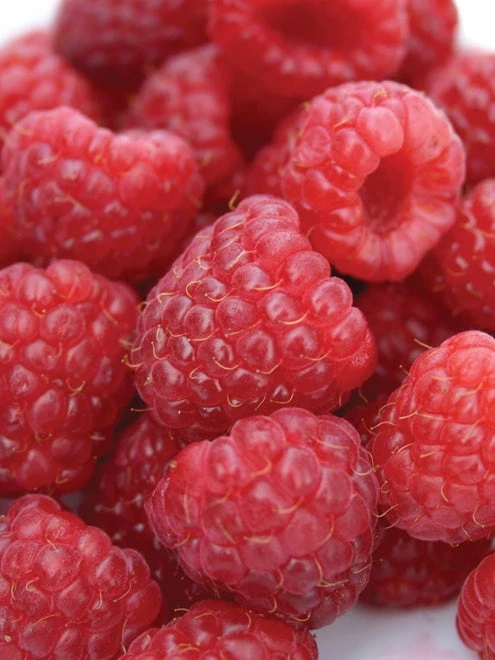 Raspberry, Heritage - Image 2