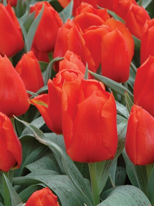 Tulip, Giant Orange Sunrise - Image 3