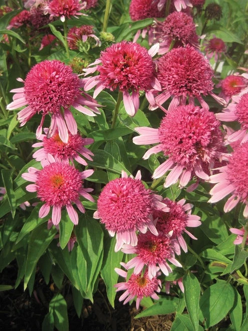 Echinacea, Double Scoop Bubble Gum - Image 4