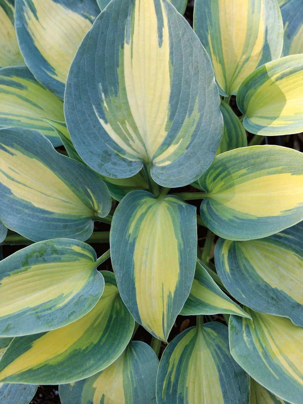 Hosta, Magic Island - Image 2