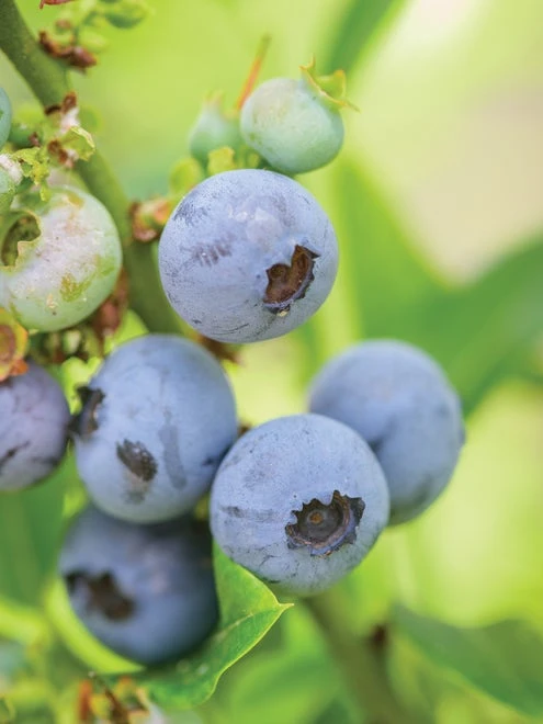 Blueberry, Top Hat - Image 4