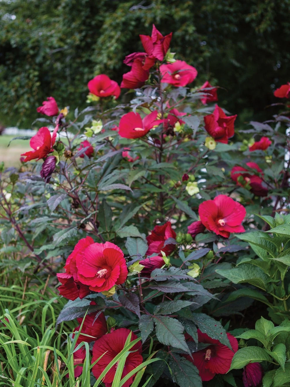 Hibiscus, Midnight Marvel - Image 3