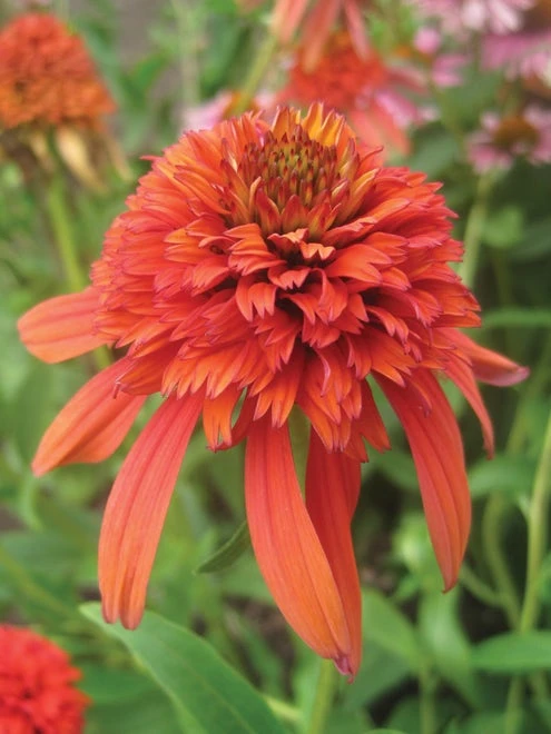 Echinacea, Hot Papaya - Image 2