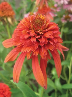 Echinacea, Hot Papaya