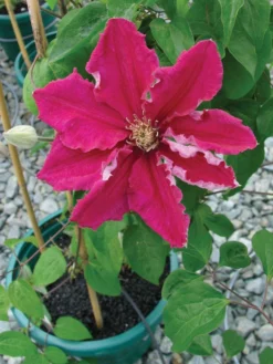 Clematis, Ernest Markham (red)