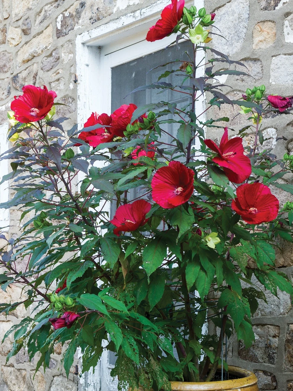 Hibiscus, Midnight Marvel - Image 4