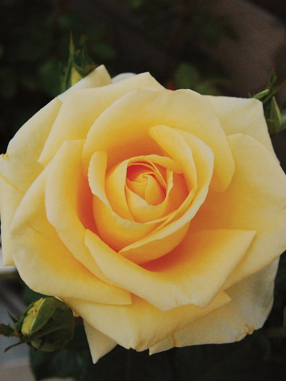 Rose, Popcorn Drift - Image 2