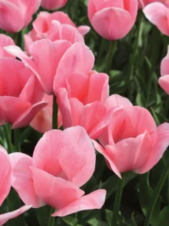 Tulip, Bella Blush