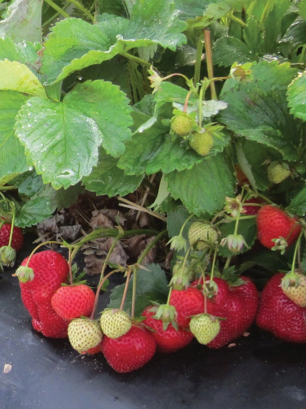 Strawberry, Flavorfest - Image 2