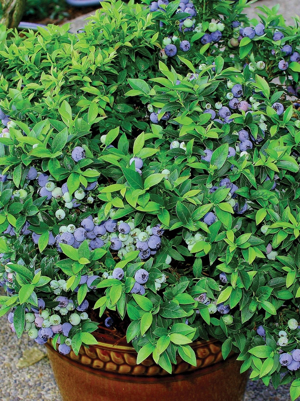 Blueberry, Top Hat - Image 3