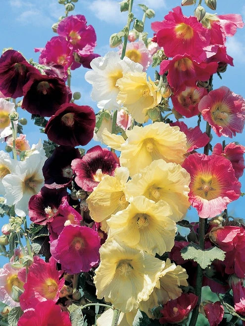 Hollyhock, Country Romance Mix - Image 2
