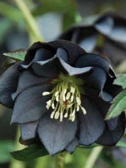 Hellebore, Winter Jewels® Onyx Odyssey