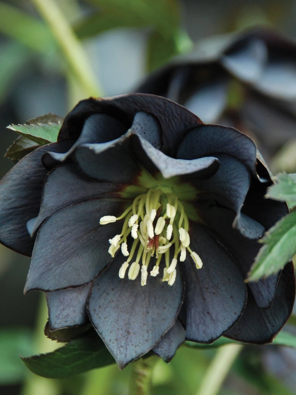 Hellebore, Winter Jewels® Onyx Odyssey