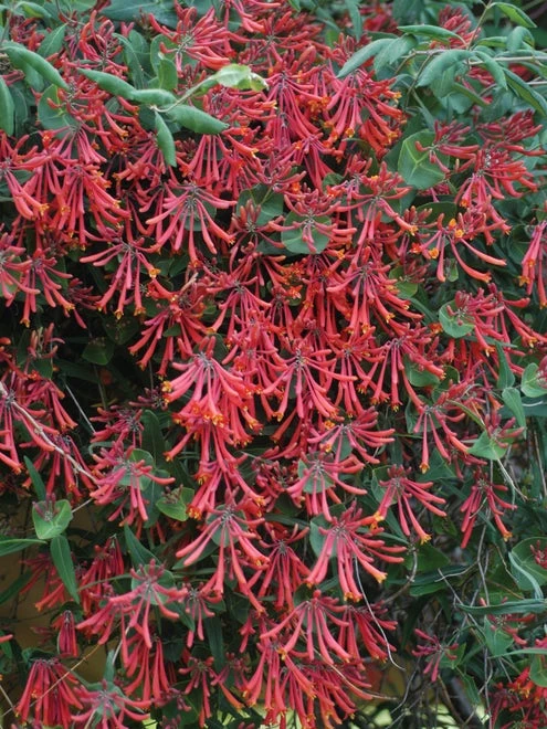 Lonicera, Major Wheeler - Image 2