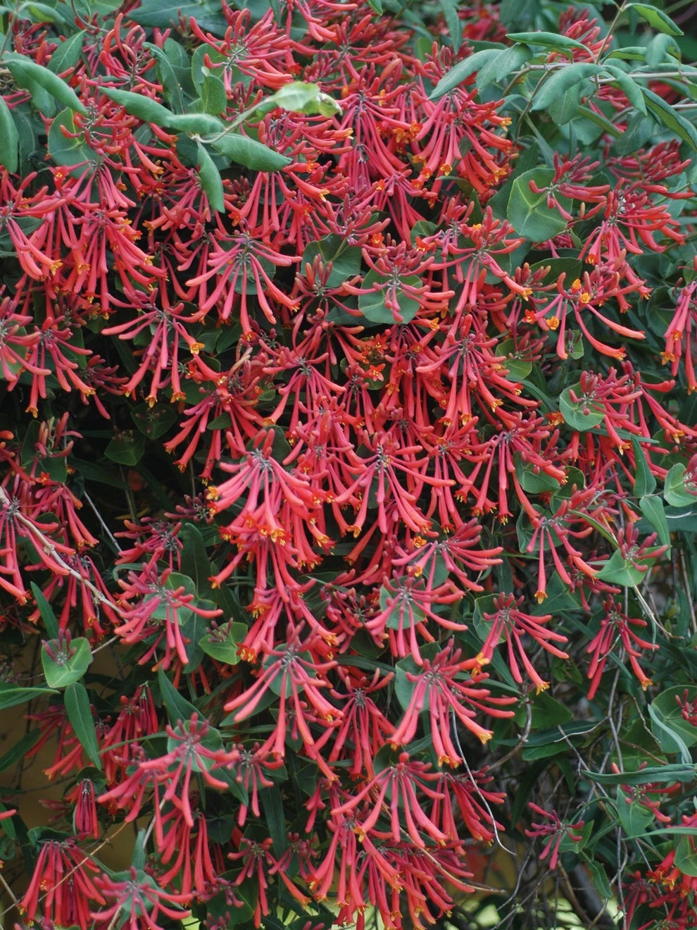 Lonicera, Major Wheeler