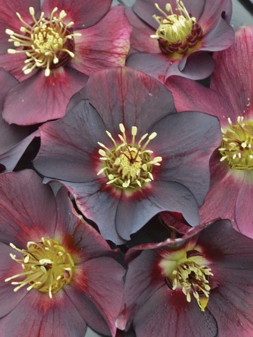 Hellebore, Honeymoon® Rome In Red - Image 2