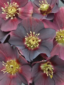 Hellebore, Honeymoon® Rome In Red