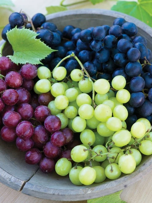 Grape, Seedless Collection - Image 2