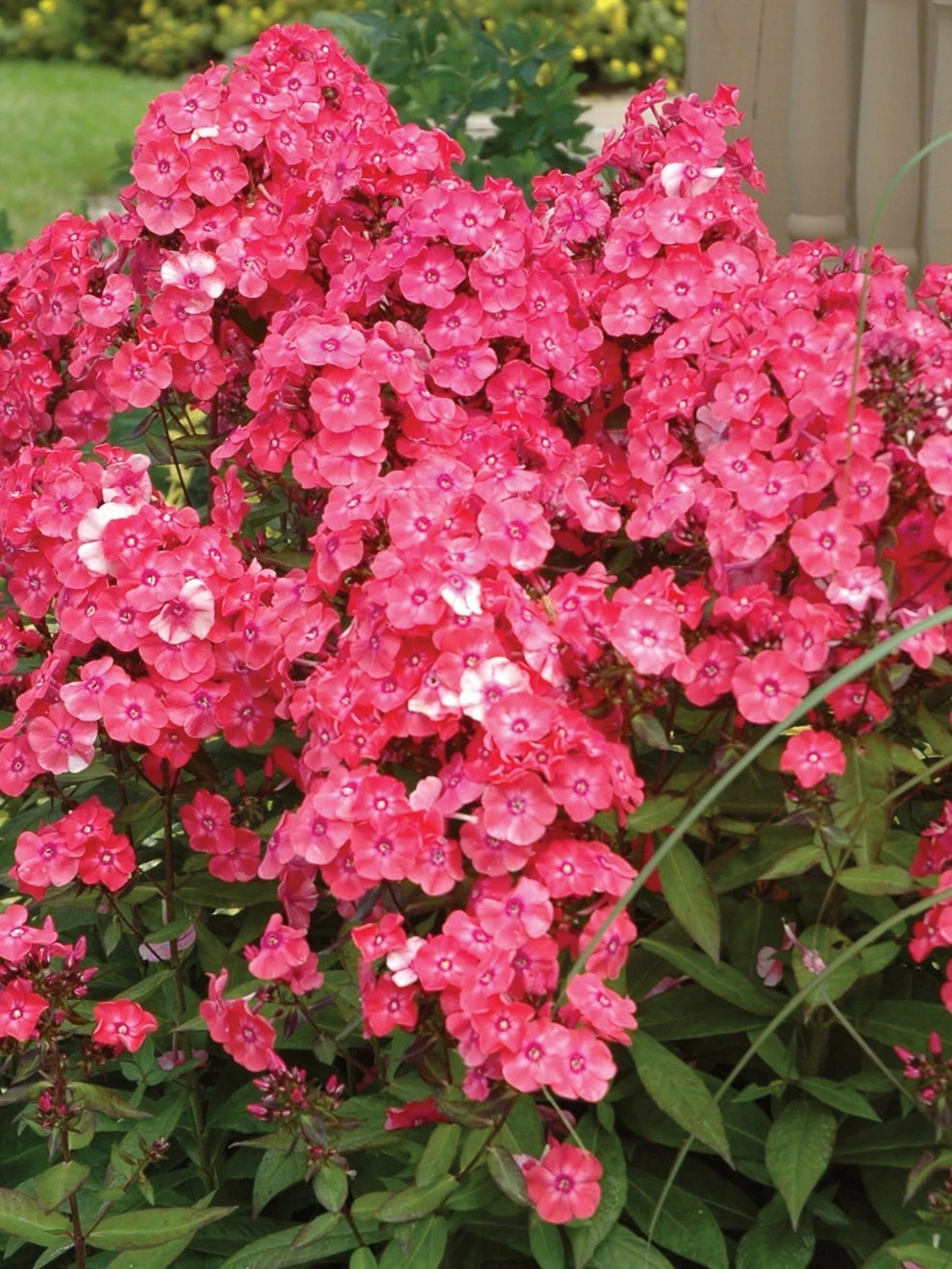 Phlox Paniculata, Glamour Girl - Image 3