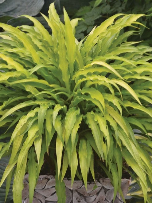 Hosta, Curly Fries - Image 3